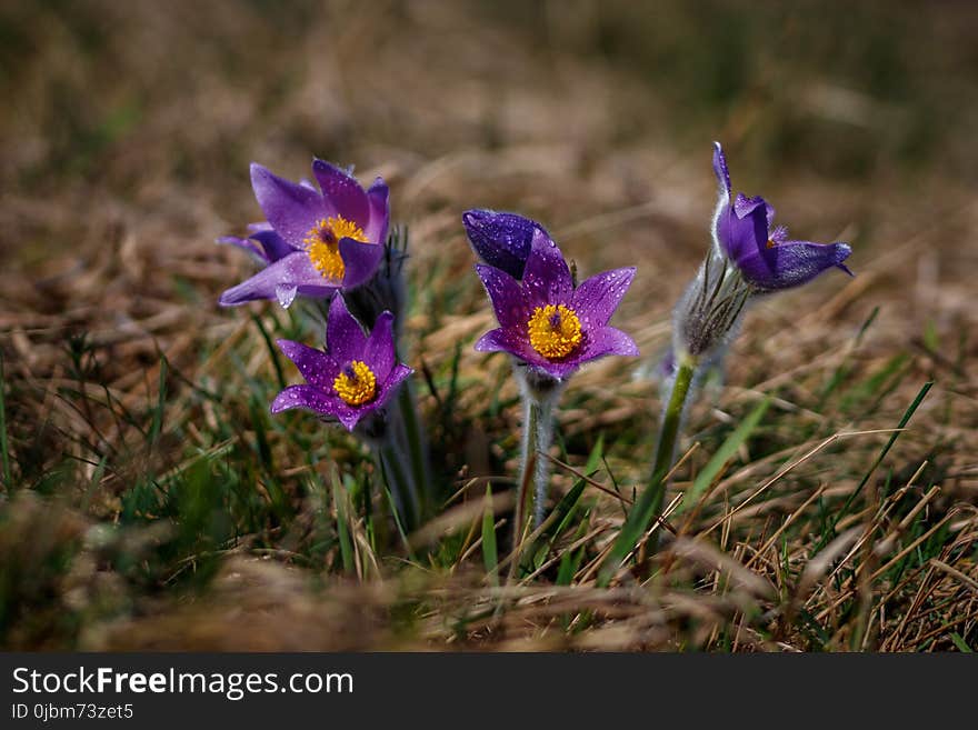 Flower, Flora, Plant, Spring