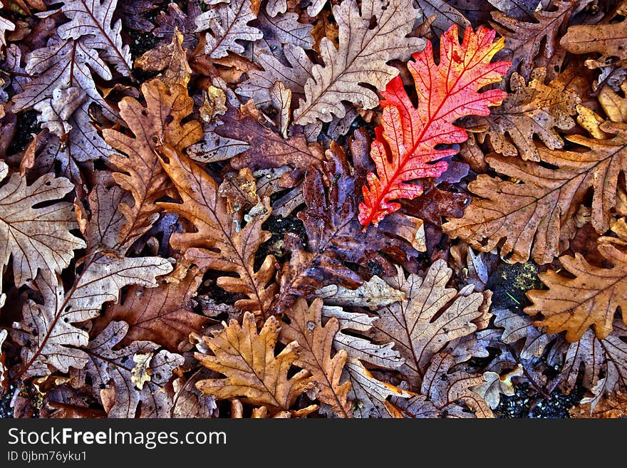 Leaf, Plant, Flora, Autumn