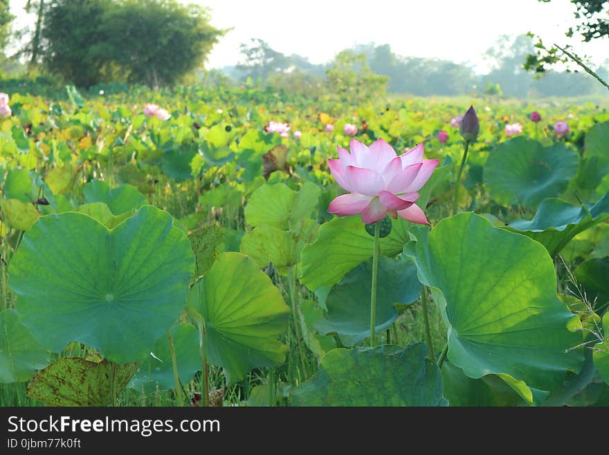 Flower, Plant, Lotus, Sacred Lotus