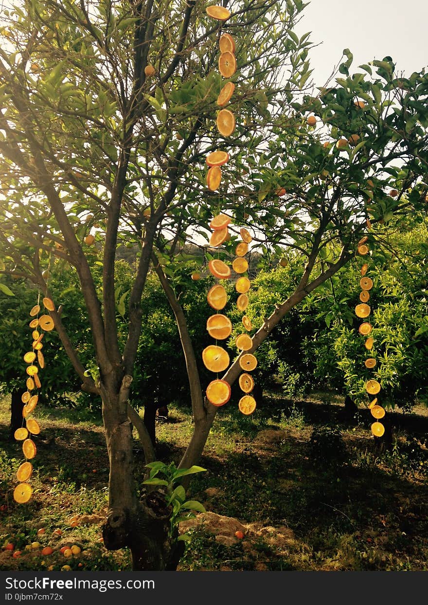 Tree, Plant, Branch, Autumn