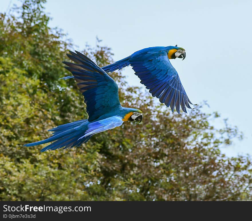 Bird, Macaw, Parrot, Fauna