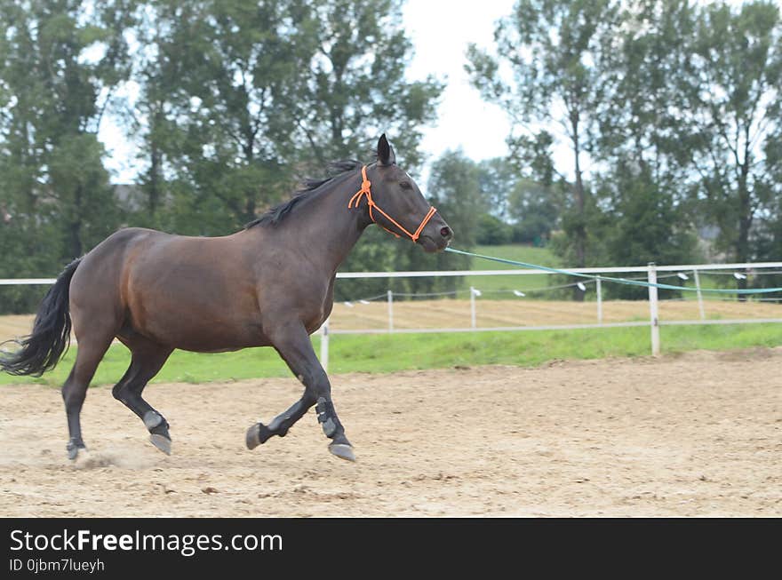 Horse, Rein, Halter, Bridle