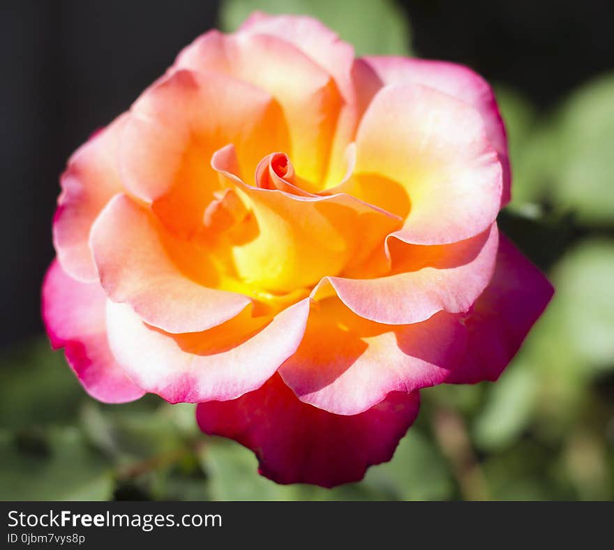 Flower, Rose, Rose Family, Flowering Plant