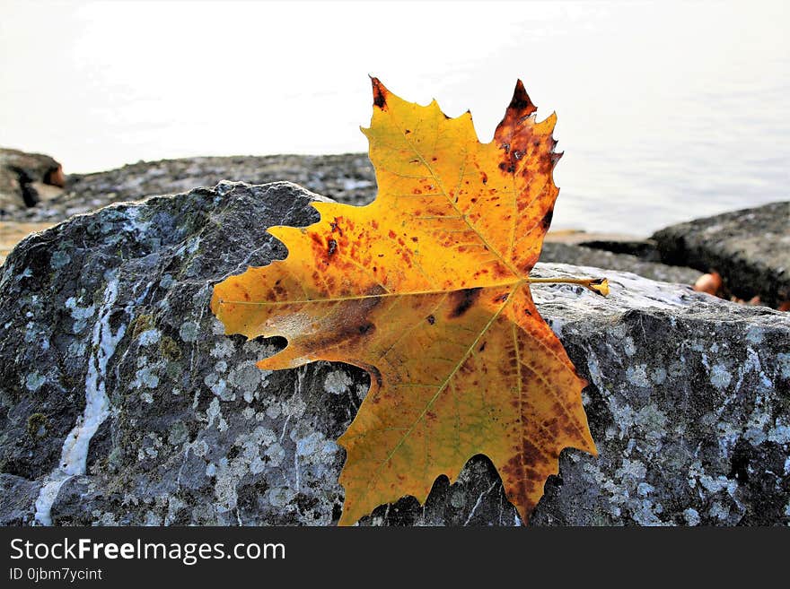 Leaf, Maple Leaf, Autumn, Tree