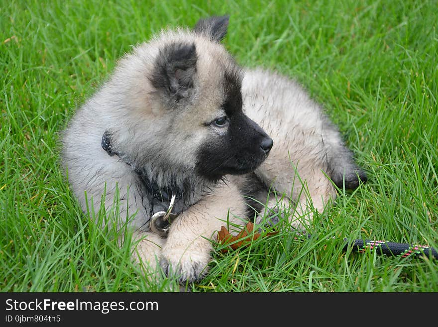 Dog, Dog Like Mammal, German Spitz, Dog Breed