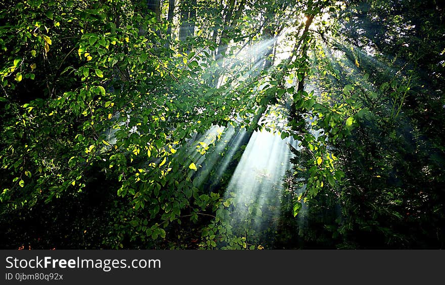 Nature, Vegetation, Leaf, Nature Reserve