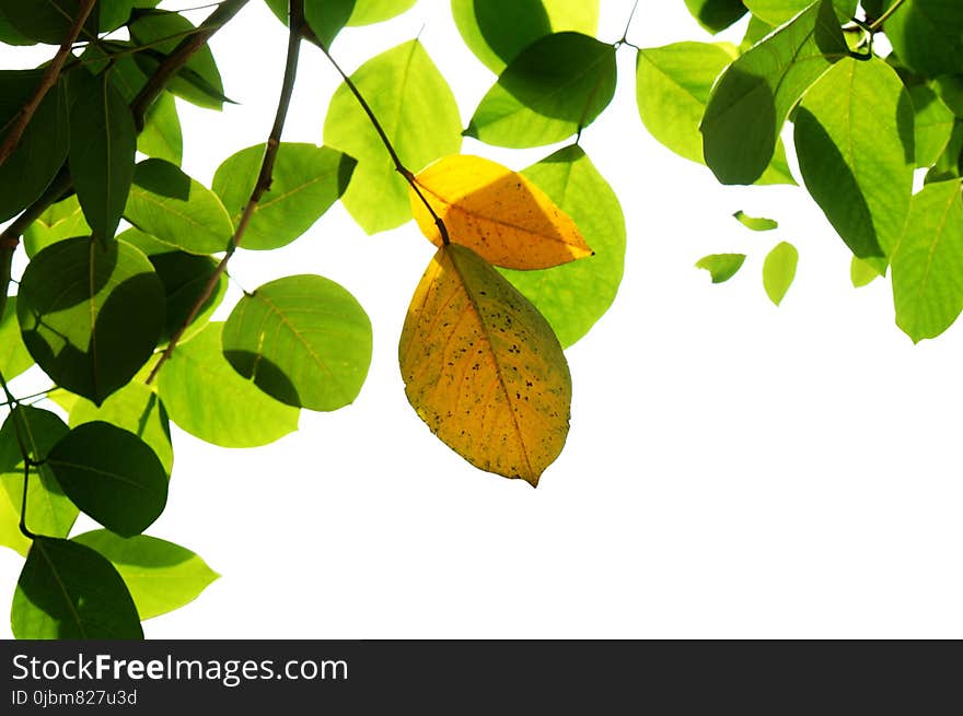 Leaf, Plant, Branch, Tree