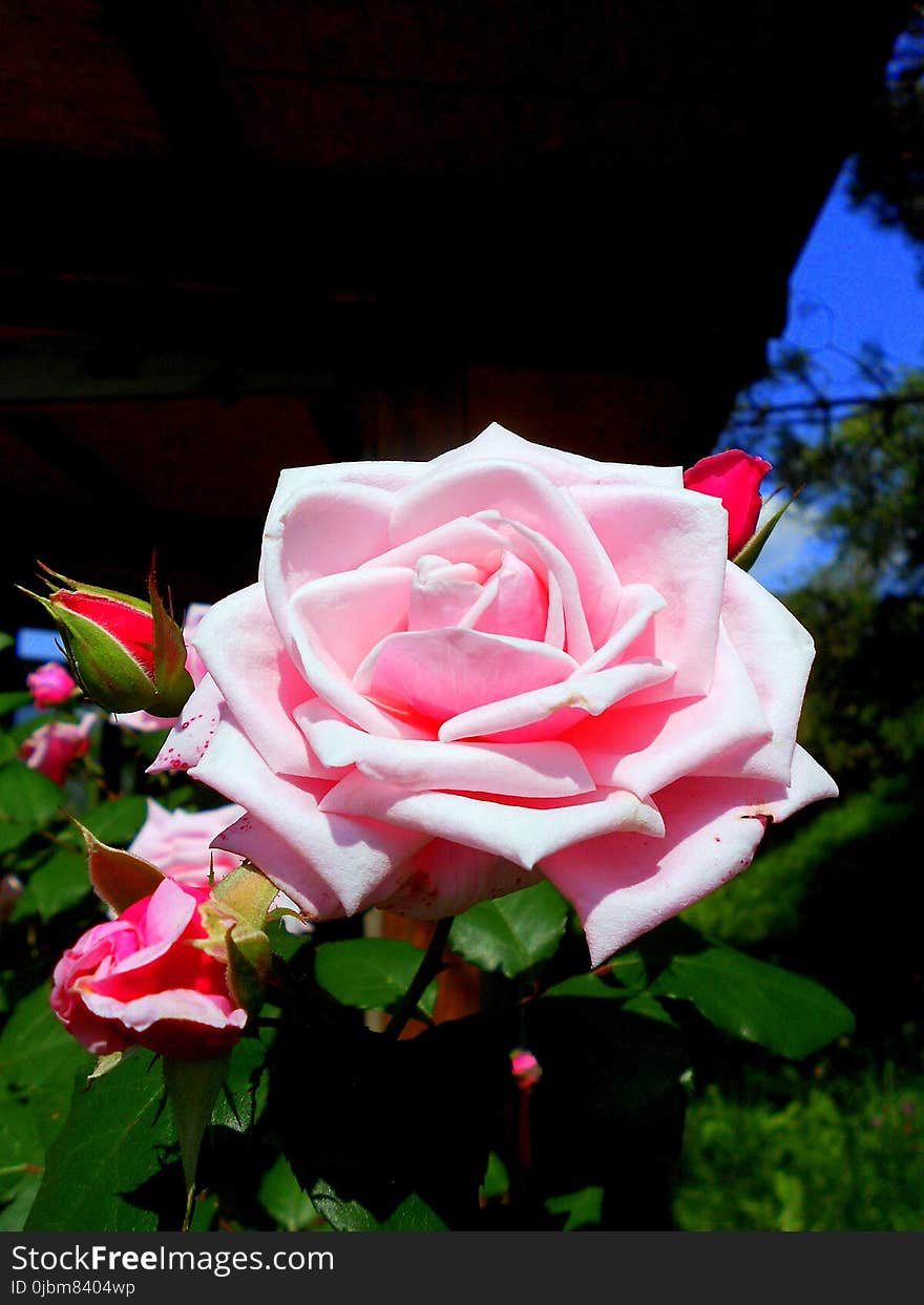 Rose, Flower, Rose Family, Garden Roses