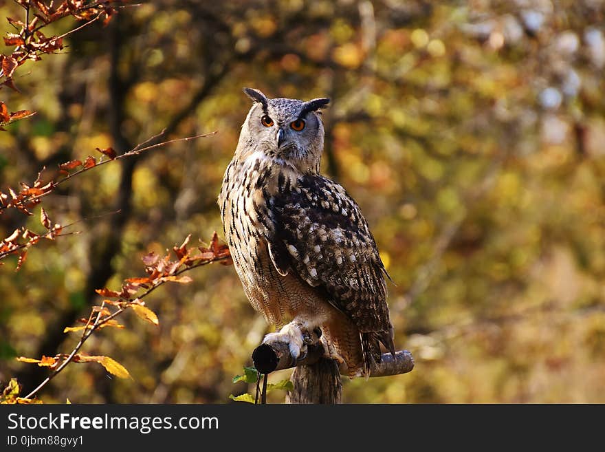 Owl, Bird, Fauna, Bird Of Prey