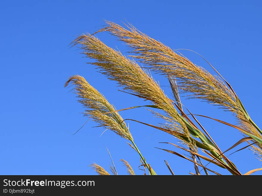 Sky, Grass Family, Grass, Rye