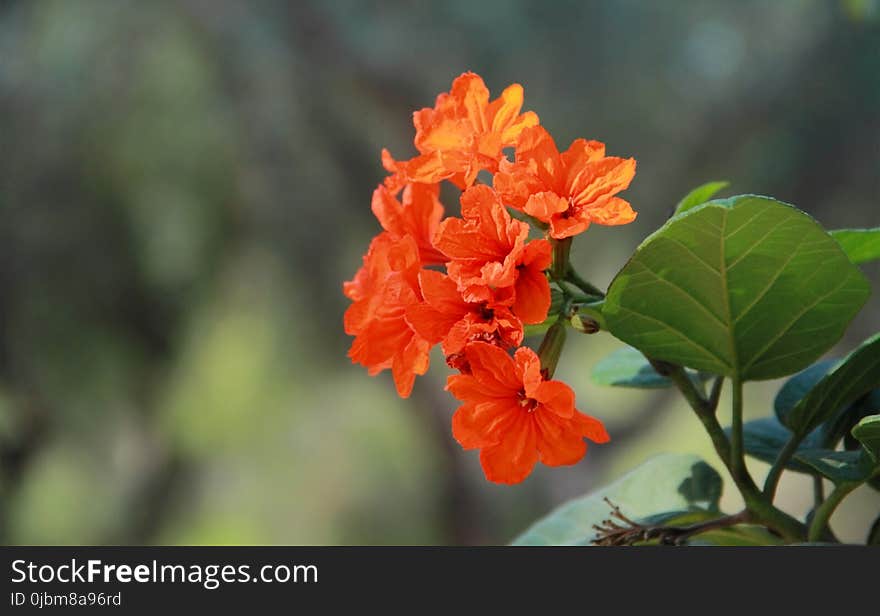 Flower, Flora, Flowering Plant, Plant