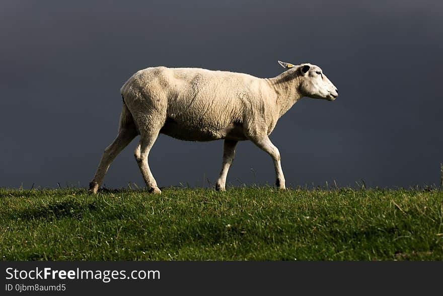 Grassland, Horn, Grazing, Pasture