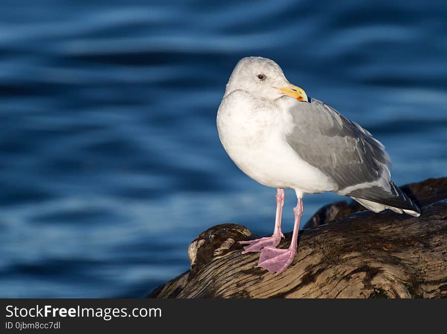 Bird, Gull, Seabird, Beak