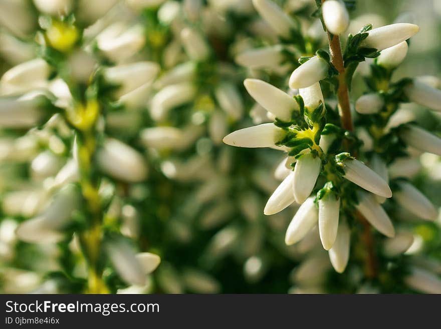 Flower, Flora, Plant, Petal