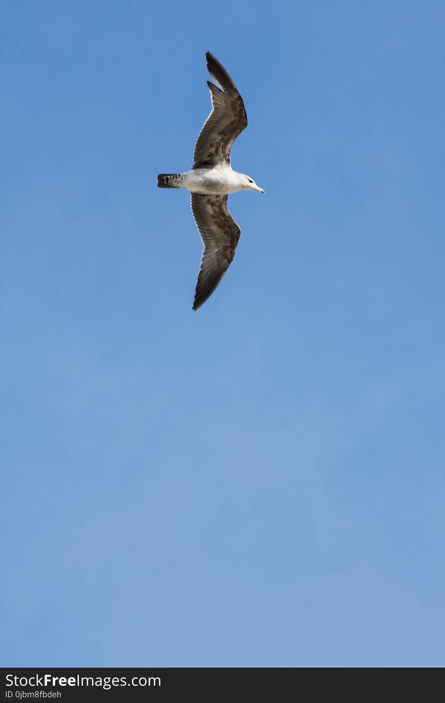 Bird, Sky, Fauna, Seabird