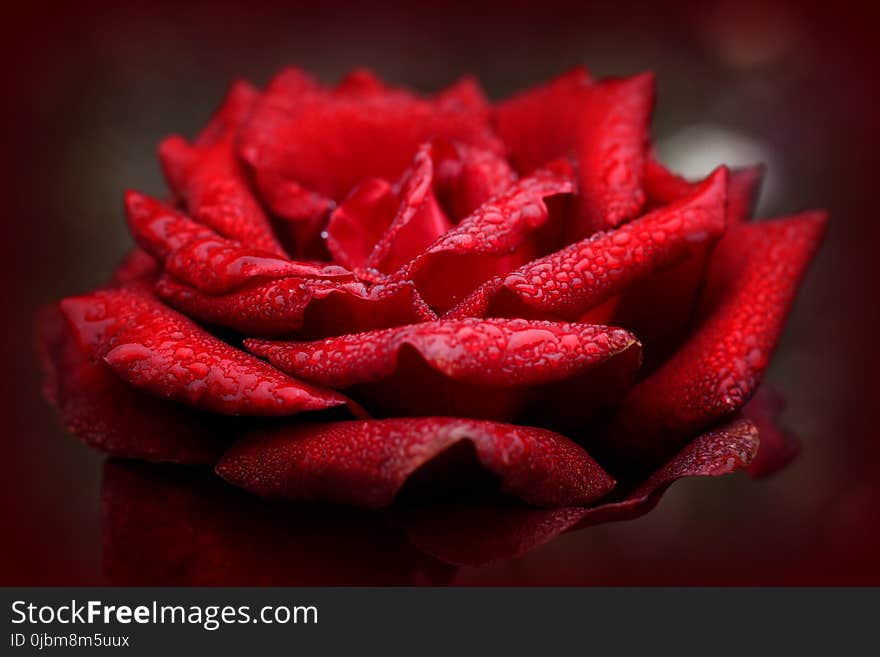 Red, Garden Roses, Rose, Flower