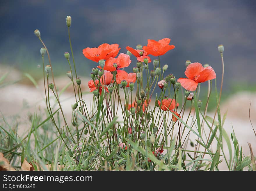 Flower, Wildflower, Vegetation, Flora