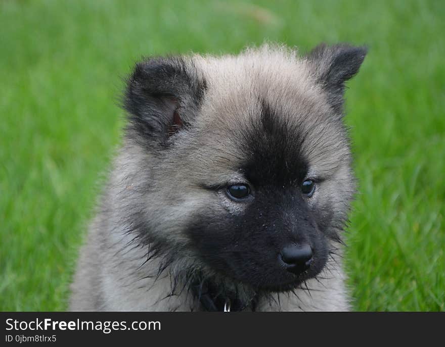 Dog, Dog Like Mammal, Dog Breed, German Spitz