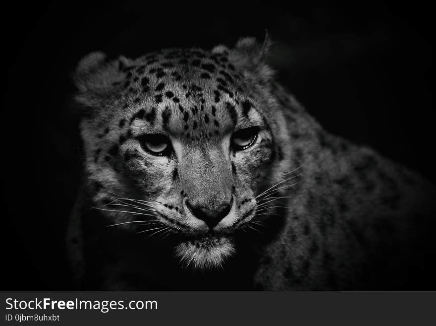 Wildlife, Leopard, Face, Black