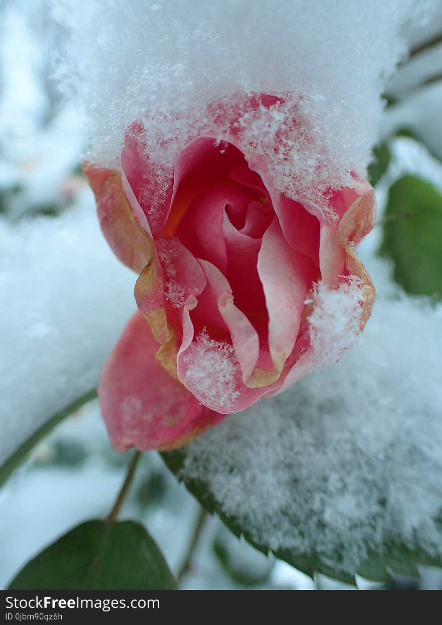 Rose, Pink, Flower, Rose Family