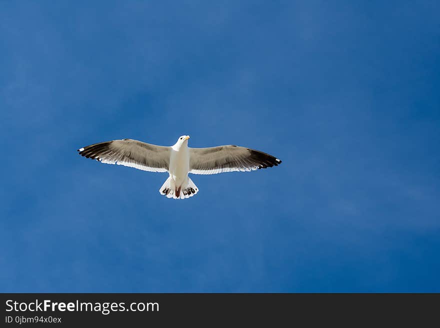 Bird, Sky, Fauna, Gull