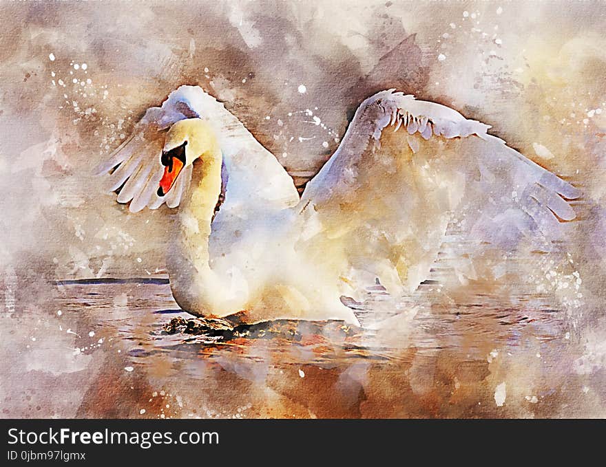 Water Bird, Bird, Watercolor Paint, Ducks Geese And Swans