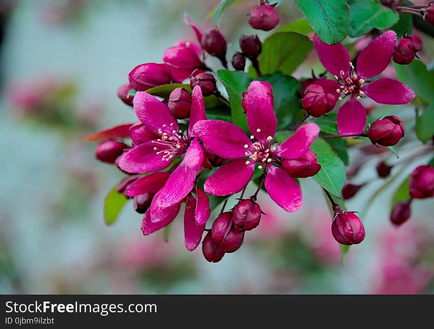 Pink, Flower, Flora, Blossom