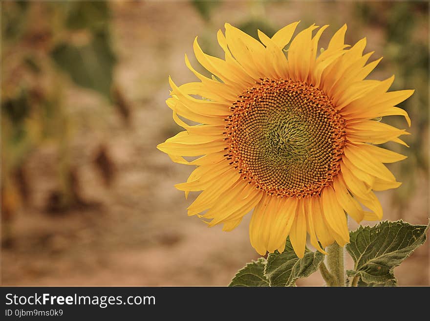 Flower, Sunflower, Yellow, Sunflower Seed