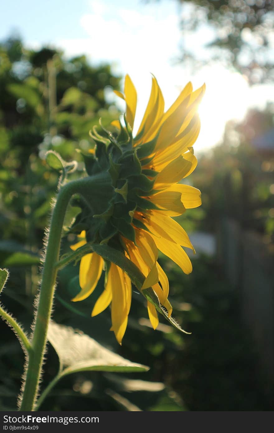 Flower, Sunflower, Plant, Yellow