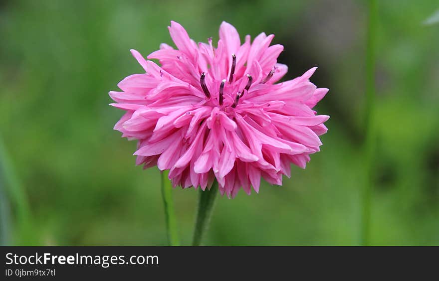 Flower, Plant, Flora, Flowering Plant