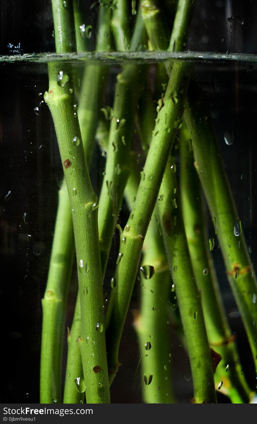 Plant Stem