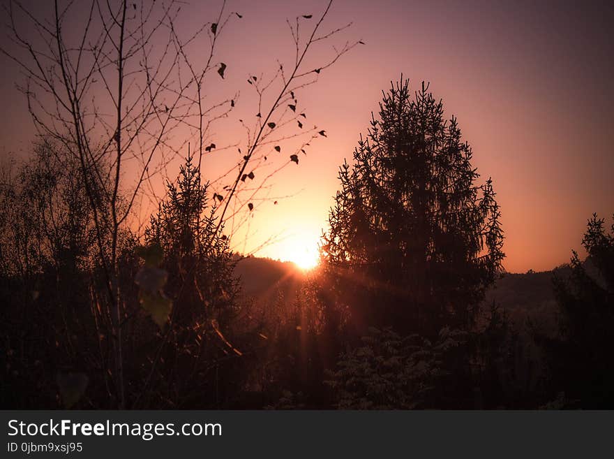 Sky, Sun, Tree, Sunrise