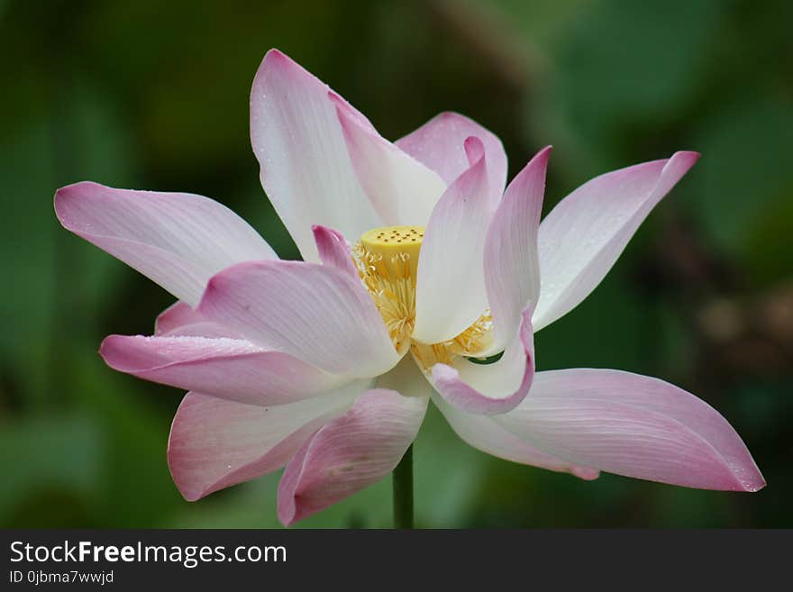 Flower, Plant, Lotus, Sacred Lotus