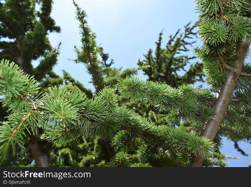 Tree, Vegetation, Ecosystem, Pine Family