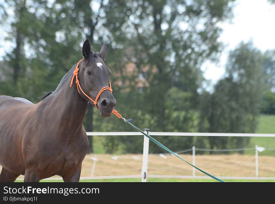 Horse, Bridle, Stallion, Mane