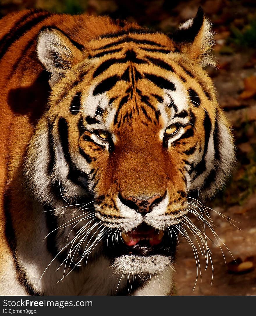 Tiger, Wildlife, Mammal, Whiskers