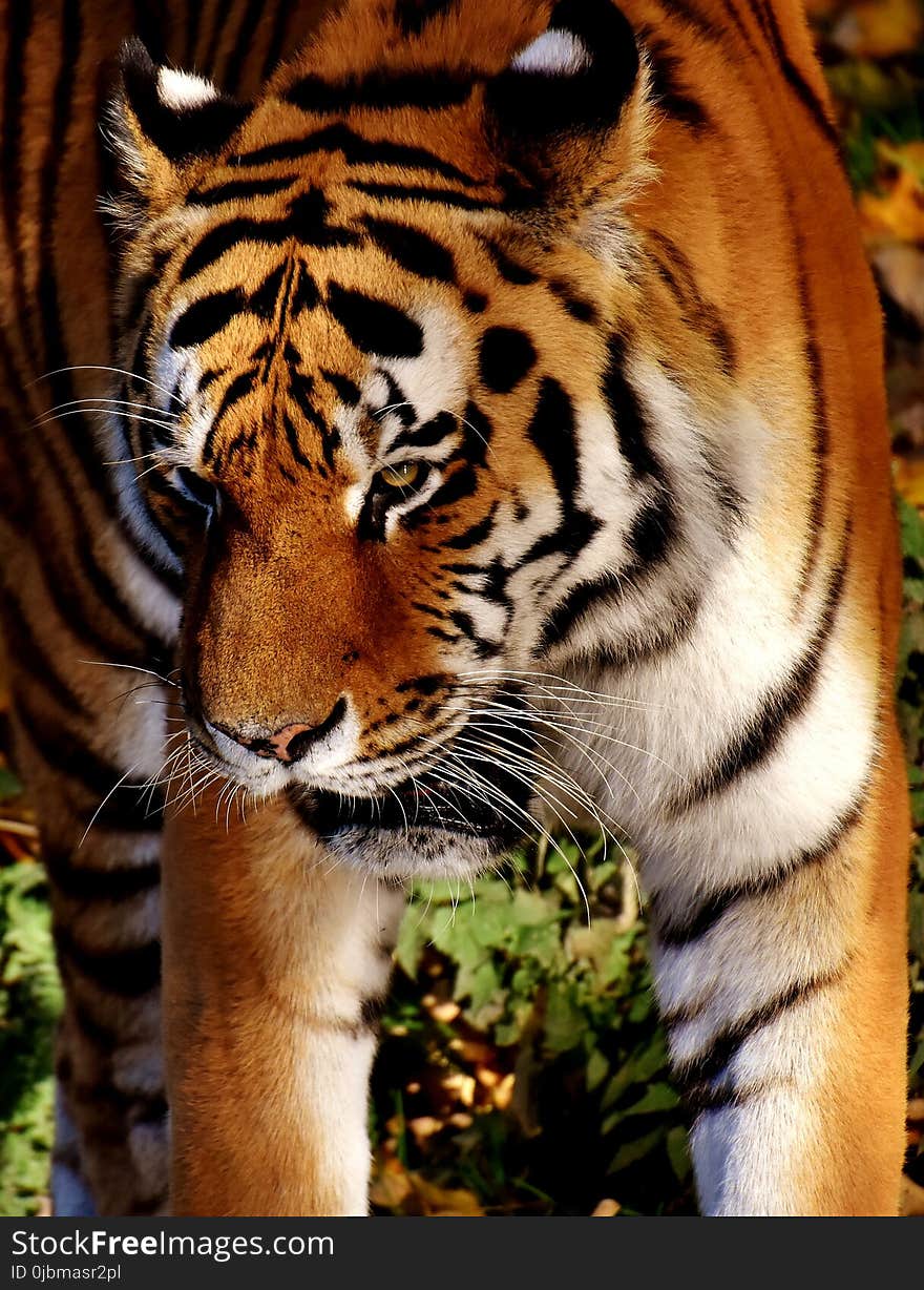 Tiger, Wildlife, Mammal, Terrestrial Animal