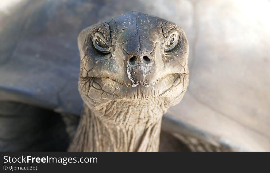 Turtle, Fauna, Terrestrial Animal, Beak