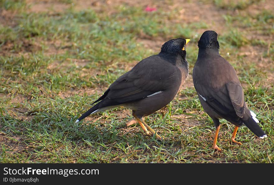 Bird, Fauna, Beak, Blackbird