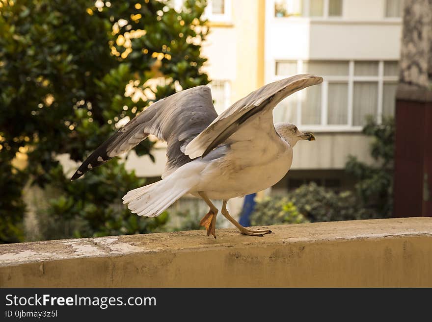 Bird, Fauna, Beak, Seabird