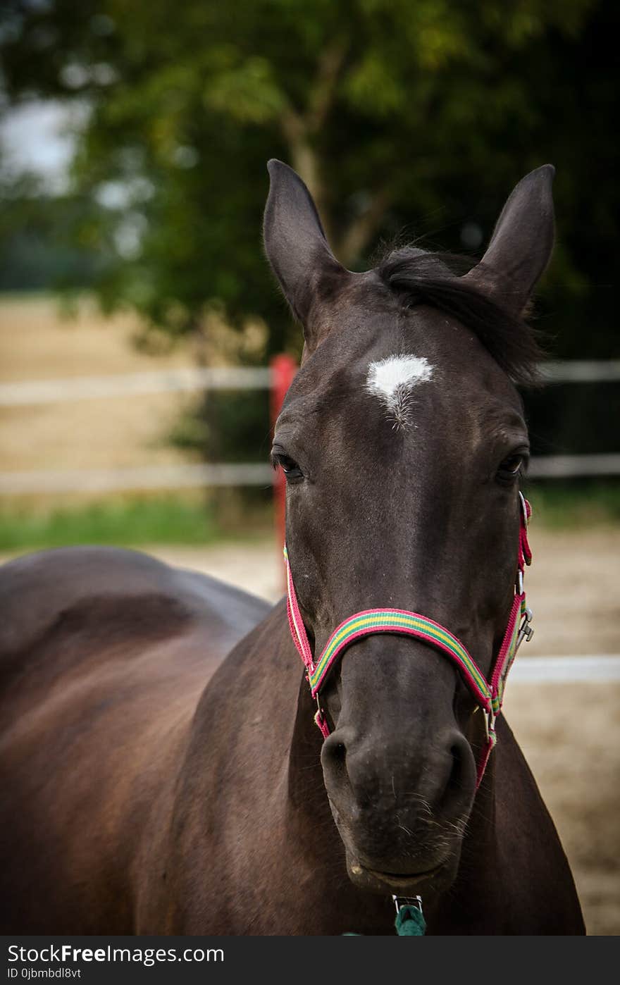 Horse, Halter, Bridle, Horse Like Mammal