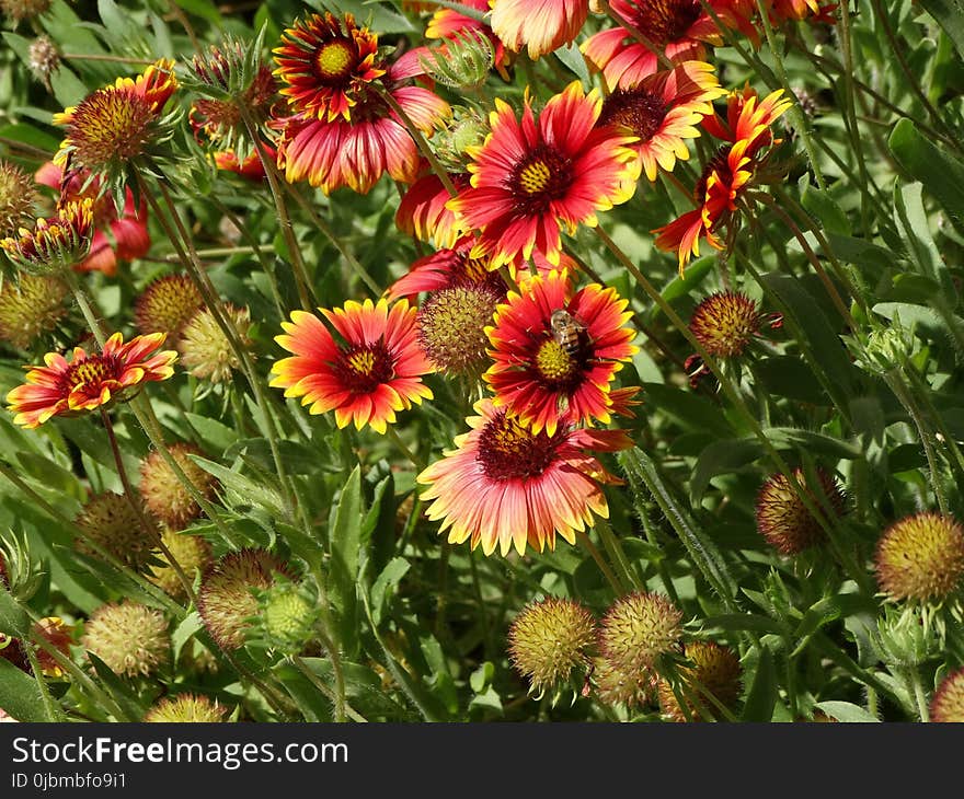 Flower, Blanket Flowers, Plant, Flowering Plant