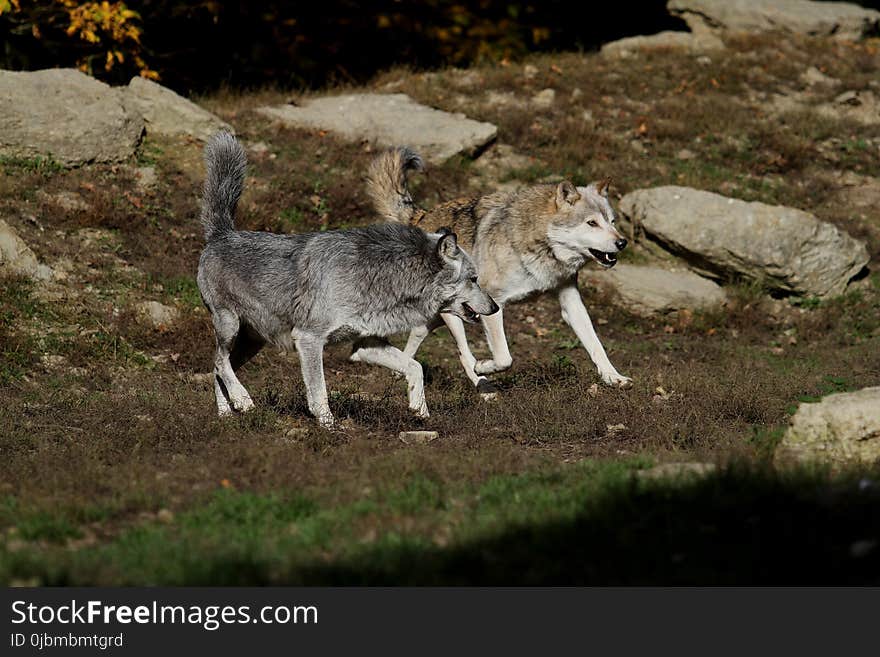 Wildlife, Fauna, Wolf, Grass