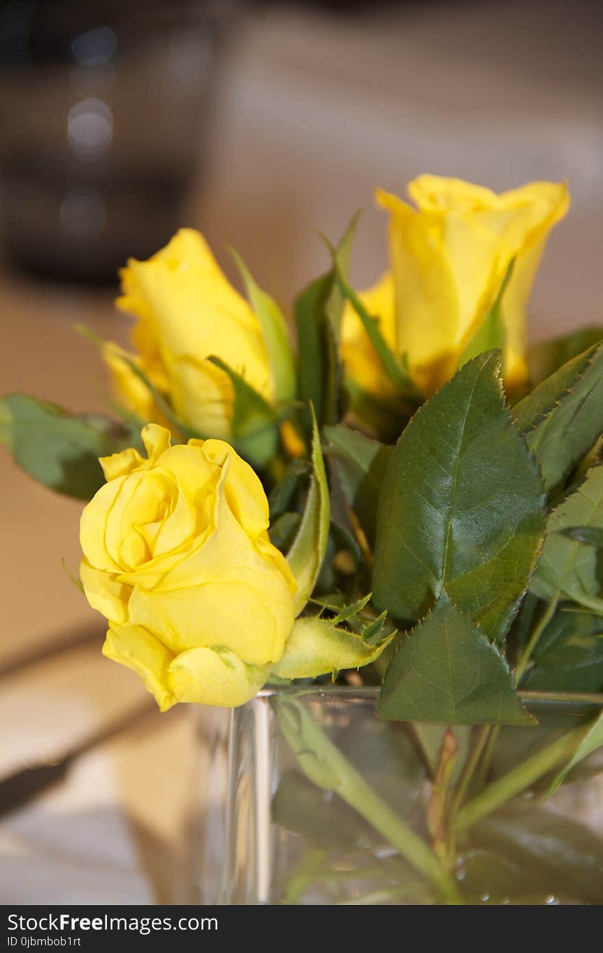 Flower, Yellow, Rose Family, Rose