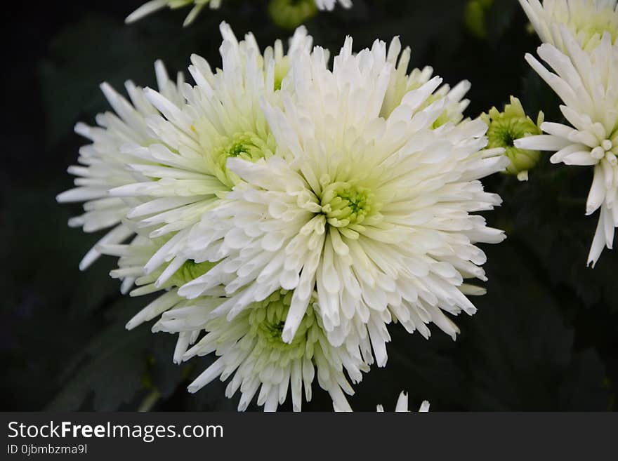 Flower, Plant, Flowering Plant, Flora