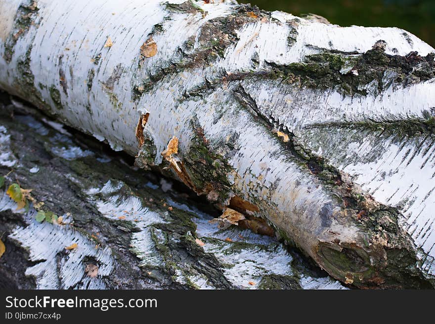 Tree, Wood, Trunk, Water