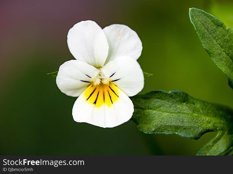 Flower, Flora, Plant, Flowering Plant