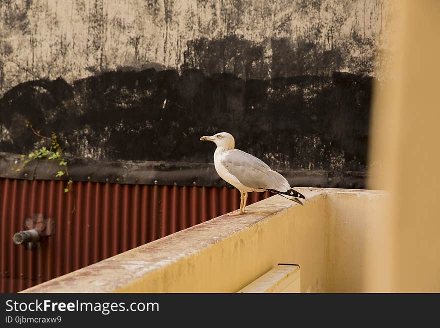 Bird, Fauna, Beak, Seabird