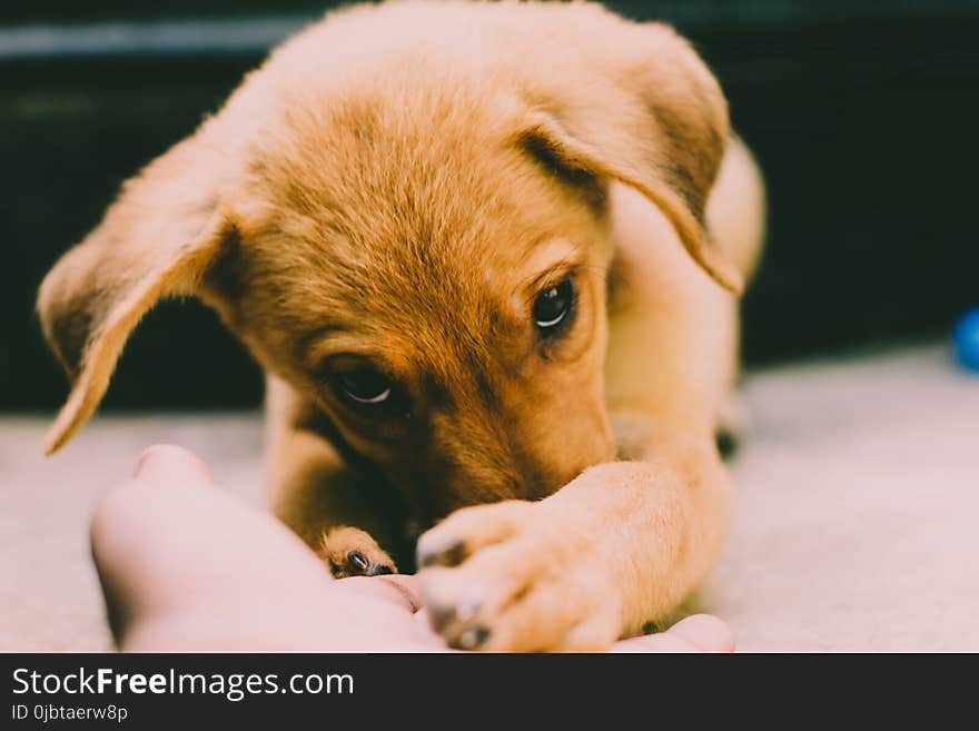 Golden Retriever Puppy