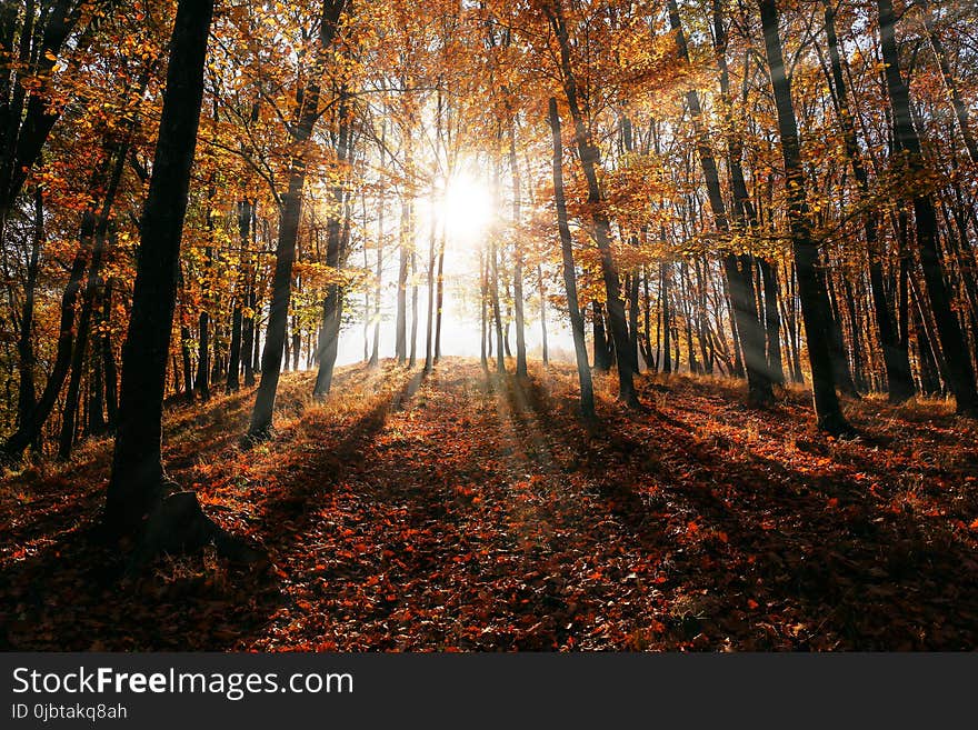 Brown Leaf Trees on Forest